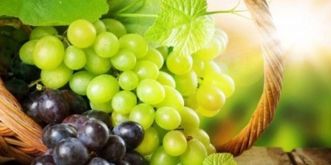 Presađivanje grožđa u jesen